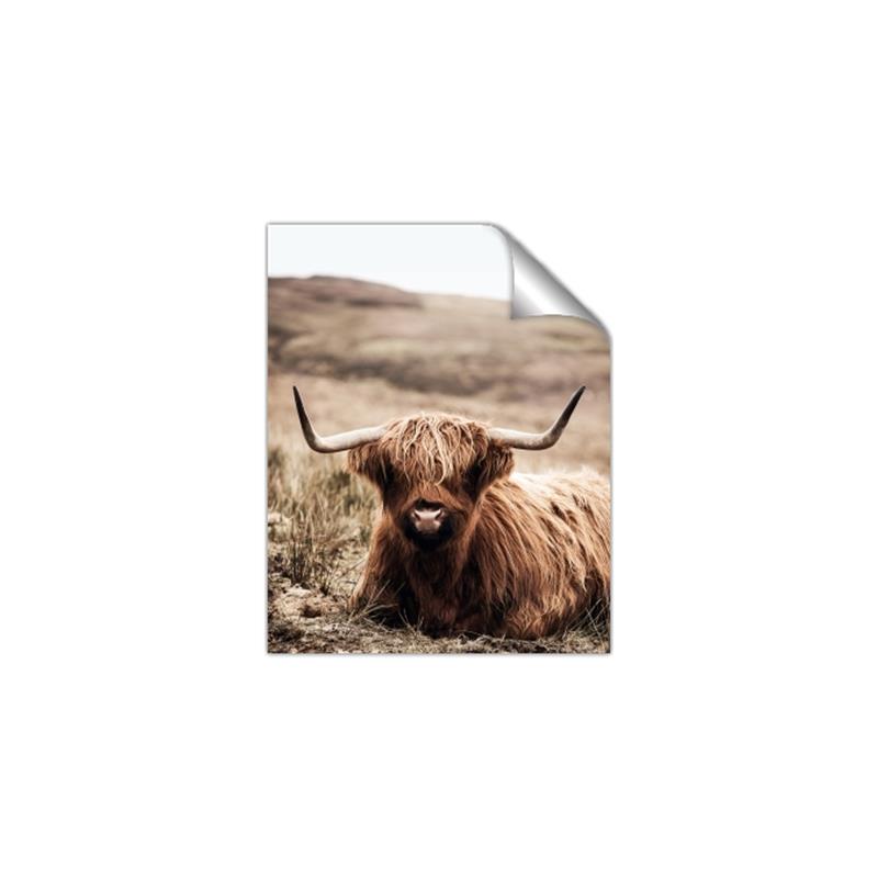 Picture of Furry Brown Cow _GroupedProduct_Rectangle_Portrait_Photography _GroupedProduct_Rectangle_Portrait_Unframed_Print_Only_