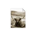 Picture of Furry Brown Cow _GroupedProduct_Rectangle_Portrait_Photography _GroupedProduct_Rectangle_Portrait_Unframed_Print_Only_