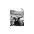 Picture of Furry Brown Cow _GroupedProduct_Rectangle_Portrait_Photography _GroupedProduct_Rectangle_Portrait_Unframed_Print_Only_