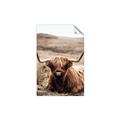 Picture of Furry Brown Cow _GroupedProduct_Rectangle_Portrait_Photography _GroupedProduct_Rectangle_Portrait_Unframed_Print_Only_