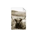 Picture of Furry Brown Cow _GroupedProduct_Rectangle_Portrait_Photography _GroupedProduct_Rectangle_Portrait_Unframed_Print_Only_