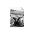 Picture of Furry Brown Cow _GroupedProduct_Rectangle_Portrait_Photography _GroupedProduct_Rectangle_Portrait_Unframed_Print_Only_
