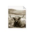 Picture of Furry Brown Cow _GroupedProduct_Rectangle_Portrait_Photography _GroupedProduct_Rectangle_Portrait_Unframed_Print_Only_