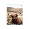 Picture of Furry Brown Cow _GroupedProduct_Rectangle_Portrait_Photography _GroupedProduct_Rectangle_Portrait_Unframed_Print_Only_