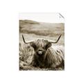 Picture of Furry Brown Cow _GroupedProduct_Rectangle_Portrait_Photography _GroupedProduct_Rectangle_Portrait_Unframed_Print_Only_