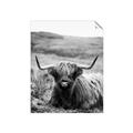 Picture of Furry Brown Cow _GroupedProduct_Rectangle_Portrait_Photography _GroupedProduct_Rectangle_Portrait_Unframed_Print_Only_