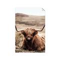 Picture of Furry Brown Cow _GroupedProduct_Rectangle_Portrait_Photography _GroupedProduct_Rectangle_Portrait_Unframed_Print_Only_