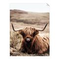 Picture of Furry Brown Cow _GroupedProduct_Rectangle_Portrait_Photography _GroupedProduct_Rectangle_Portrait_Unframed_Print_Only_