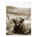 Picture of Furry Brown Cow _GroupedProduct_Rectangle_Portrait_Photography _GroupedProduct_Rectangle_Portrait_Unframed_Print_Only_
