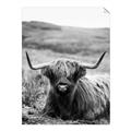 Picture of Furry Brown Cow _GroupedProduct_Rectangle_Portrait_Photography _GroupedProduct_Rectangle_Portrait_Unframed_Print_Only_
