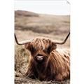 Picture of Furry Brown Cow _GroupedProduct_Rectangle_Portrait_Photography _GroupedProduct_Rectangle_Portrait_Unframed_Print_Only_