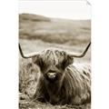 Picture of Furry Brown Cow _GroupedProduct_Rectangle_Portrait_Photography _GroupedProduct_Rectangle_Portrait_Unframed_Print_Only_