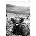 Picture of Furry Brown Cow _GroupedProduct_Rectangle_Portrait_Photography _GroupedProduct_Rectangle_Portrait_Unframed_Print_Only_