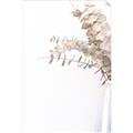 Picture of Nautral Eucalyptus  _GroupedProduct_Rectangle_Portrait_Photography _GroupedProduct_Rectangle_Portrait_Unframed_Print_Only_