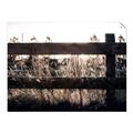 Picture of Farm Fence _GroupedProduct_Rectangle_Landscape_Photography _GroupedProduct_Rectangle_Landscape_Unframed_Print_Only_