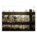 Picture of Farm Fence _GroupedProduct_Rectangle_Landscape_Photography _GroupedProduct_Rectangle_Landscape_Unframed_Print_Only_