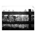 Picture of Farm Fence _GroupedProduct_Rectangle_Landscape_Photography _GroupedProduct_Rectangle_Landscape_Unframed_Print_Only_