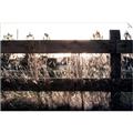 Picture of Farm Fence _GroupedProduct_Rectangle_Landscape_Photography _GroupedProduct_Rectangle_Landscape_Unframed_Print_Only_