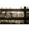 Picture of Farm Fence _GroupedProduct_Rectangle_Landscape_Photography _GroupedProduct_Rectangle_Landscape_Unframed_Print_Only_