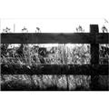 Picture of Farm Fence _GroupedProduct_Rectangle_Landscape_Photography _GroupedProduct_Rectangle_Landscape_Unframed_Print_Only_