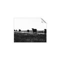 Picture of Cow Field  _GroupedProduct_Rectangle_Landscape_Photography _GroupedProduct_Rectangle_Landscape_Unframed_Print_Only_