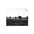 Picture of Cow Field  _GroupedProduct_Rectangle_Landscape_Photography _GroupedProduct_Rectangle_Landscape_Unframed_Print_Only_