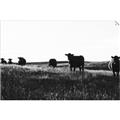 Picture of Cow Field  _GroupedProduct_Rectangle_Landscape_Photography _GroupedProduct_Rectangle_Landscape_Unframed_Print_Only_