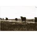 Picture of Cow Field  _GroupedProduct_Rectangle_Landscape_Photography _GroupedProduct_Rectangle_Landscape_Unframed_Print_Only_