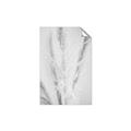 Picture of Whispy Pampas _GroupedProduct_Rectangle_Portrait_Photography _GroupedProduct_Rectangle_Portrait_Unframed_Print_Only_