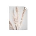 Picture of Whispy Pampas _GroupedProduct_Rectangle_Portrait_Photography _GroupedProduct_Rectangle_Portrait_Unframed_Print_Only_
