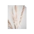 Picture of Whispy Pampas _GroupedProduct_Rectangle_Portrait_Photography _GroupedProduct_Rectangle_Portrait_Unframed_Print_Only_