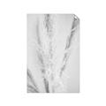 Picture of Whispy Pampas _GroupedProduct_Rectangle_Portrait_Photography _GroupedProduct_Rectangle_Portrait_Unframed_Print_Only_