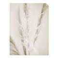 Picture of Whispy Pampas _GroupedProduct_Rectangle_Portrait_Photography _GroupedProduct_Rectangle_Portrait_Unframed_Print_Only_