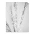 Picture of Whispy Pampas _GroupedProduct_Rectangle_Portrait_Photography _GroupedProduct_Rectangle_Portrait_Unframed_Print_Only_