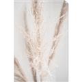 Picture of Whispy Pampas _GroupedProduct_Rectangle_Portrait_Photography _GroupedProduct_Rectangle_Portrait_Unframed_Print_Only_