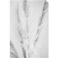 Picture of Whispy Pampas _GroupedProduct_Rectangle_Portrait_Photography _GroupedProduct_Rectangle_Portrait_Unframed_Print_Only_