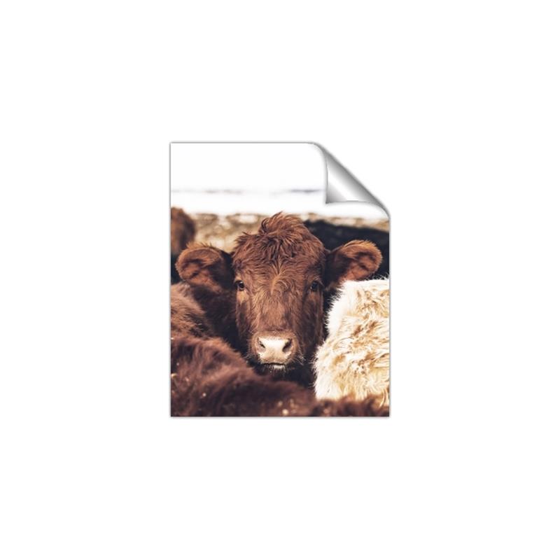Picture of Snuggled Highland _GroupedProduct_Rectangle_Portrait_Photography _GroupedProduct_Rectangle_Portrait_Unframed_Print_Only_