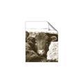 Picture of Snuggled Highland _GroupedProduct_Rectangle_Portrait_Photography _GroupedProduct_Rectangle_Portrait_Unframed_Print_Only_
