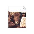Picture of Snuggled Highland _GroupedProduct_Rectangle_Portrait_Photography _GroupedProduct_Rectangle_Portrait_Unframed_Print_Only_