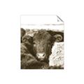 Picture of Snuggled Highland _GroupedProduct_Rectangle_Portrait_Photography _GroupedProduct_Rectangle_Portrait_Unframed_Print_Only_