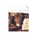 Picture of Snuggled Highland _GroupedProduct_Rectangle_Portrait_Photography _GroupedProduct_Rectangle_Portrait_Unframed_Print_Only_