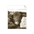 Picture of Snuggled Highland _GroupedProduct_Rectangle_Portrait_Photography _GroupedProduct_Rectangle_Portrait_Unframed_Print_Only_