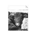 Picture of Snuggled Highland _GroupedProduct_Rectangle_Portrait_Photography _GroupedProduct_Rectangle_Portrait_Unframed_Print_Only_