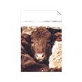 Picture of Snuggled Highland _GroupedProduct_Rectangle_Portrait_Photography _GroupedProduct_Rectangle_Portrait_Unframed_Print_Only_