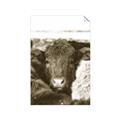 Picture of Snuggled Highland _GroupedProduct_Rectangle_Portrait_Photography _GroupedProduct_Rectangle_Portrait_Unframed_Print_Only_