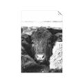 Picture of Snuggled Highland _GroupedProduct_Rectangle_Portrait_Photography _GroupedProduct_Rectangle_Portrait_Unframed_Print_Only_