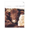 Picture of Snuggled Highland _GroupedProduct_Rectangle_Portrait_Photography _GroupedProduct_Rectangle_Portrait_Unframed_Print_Only_