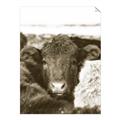 Picture of Snuggled Highland _GroupedProduct_Rectangle_Portrait_Photography _GroupedProduct_Rectangle_Portrait_Unframed_Print_Only_