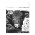 Picture of Snuggled Highland _GroupedProduct_Rectangle_Portrait_Photography _GroupedProduct_Rectangle_Portrait_Unframed_Print_Only_