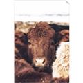 Picture of Snuggled Highland _GroupedProduct_Rectangle_Portrait_Photography _GroupedProduct_Rectangle_Portrait_Unframed_Print_Only_